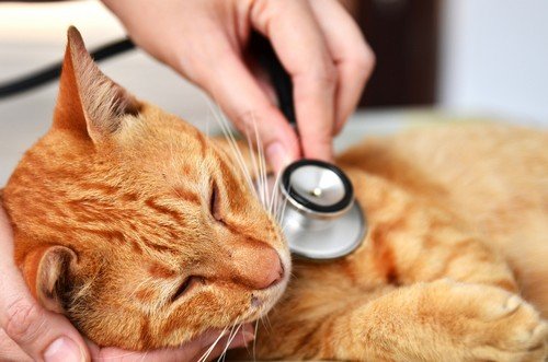 veterinary services Largo, FL